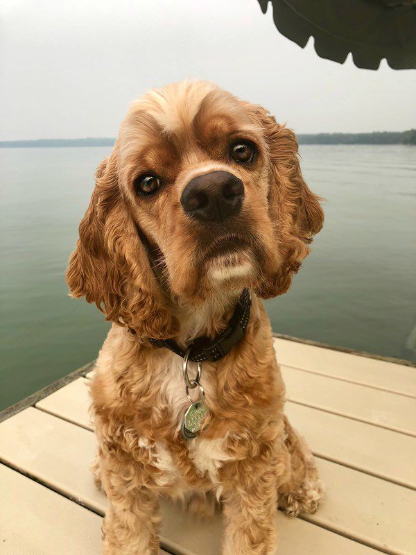 Crosby the Cocker